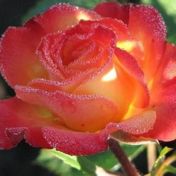 Meet your Posher, Kathryn - Picture 1 of 1